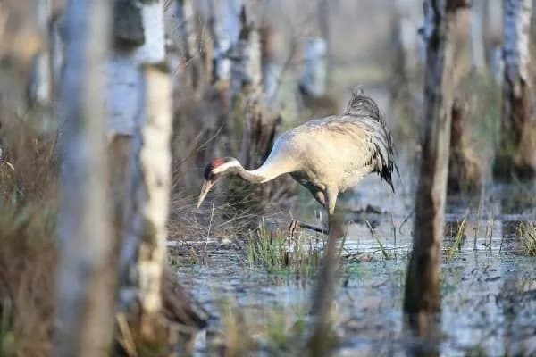 Co jest symbolem Poleskiego Parku Narodowego i dlaczego żuraw?